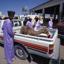 OMAN, Sharqiya, Sanaw  , Local men in blue robes at a Souk with a young camel in the back of a