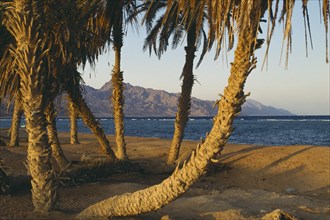 EGYPT, Sinai, Red Sea, View of  beach with palm trees near Dahab