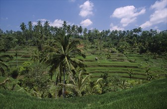 INDONESIA, Bali, Rice terraces and palms