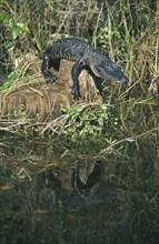 WILDLIFE, Sealife, Alligator, American Alligator (alligator mississippiensis) sunning itself on a