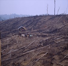INDONESIA, Sumatra, "Deforestation, family in hut at centre of recently cleared forest "