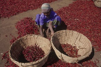 INDIA, Karnataka, Agriculture, Woman sorting dried red chillies into baskets