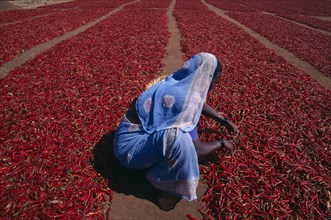INDIA, Karnataka, Agriculture, Woman crouching to check red chillies spread out to dry on ground.