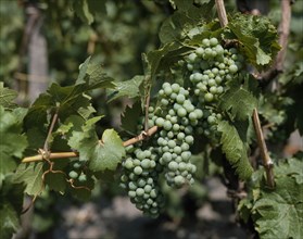 GERMANY, Rhineland, Mosel, Grapevine with close up of bunches of green Mosel grapes