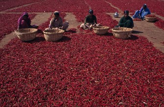 INDIA, Karnataka, Agriculture, Women sorting red chilles laid out on ground to dry.