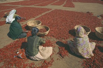 INDIA, Karnataka, Agriculture, Women sorting drying red chillies on ground