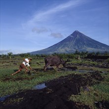 PHILIPPINES, Luzon Island, Legaspi, Man ploughing with bullock with the peak of the Mayon volcano