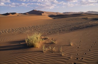 NAMIBIA, Landscape, Desert, Animal footprints in the rippled sand