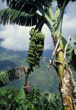 WEST INDIES, Jamaica, Blue Mountains, Banana tree showing fruit.