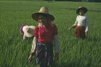 CHINA, Yunnan, Menghun, Dai tribe women working in rice paddy