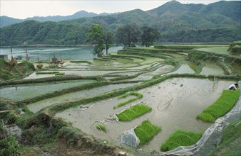 CHINA, Guangxi, View over rice seedlings in a nusery bed on slopes by the river.