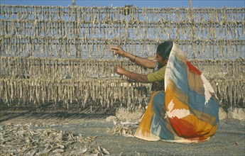 INDIA, Gujarat, Diu, Woman threading fish onto upright racks to dry.