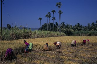 INDIA, Orissa, Agriculture, Women working in field harvesting rice.