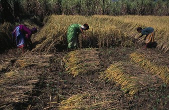 INDIA, Orissa, Agriculture, "Women working in the fields, harvesting rice. "