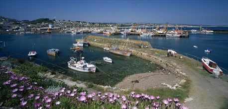 ENGLAND, Cornwall, Newlyn, View over purple flowers towards fishing boats in the harbour with clear