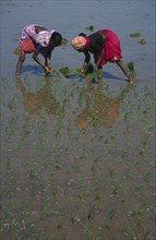 INDIA, Karnataka, Agriculture, "Women planting rice seedlings in paddy field, bending forward to