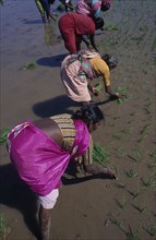 INDIA, Karnataka, Agriculture, Line of women planting rice seedlings in paddy field.