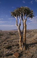 NAMIBIA, Namib Desert, "Kokerboom or Quiver Tree that stores water in its fibrous trunk, standing
