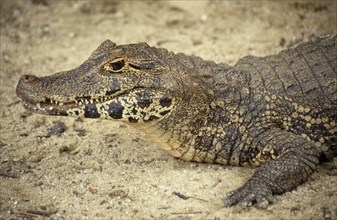 SEALIFE, Reptiles, Crocodiles, Caiman ( Caiman Crocodilus ) head and front foot portrait on the