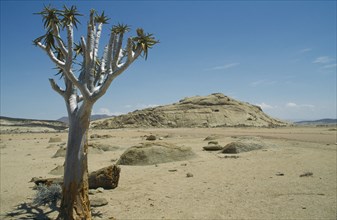 NAMIBIA, Landscape, Desert, Desert landscape with rock mound and tree in the foreground