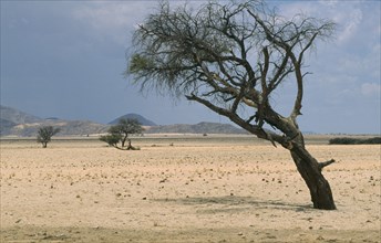 NAMIBIA, Landscape, Desert, Wind bent Acacia trees in the semi desert and grassland