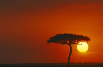 KENYA, Maasai Mara , Sunset, Sun setting in red sky behind a single tree