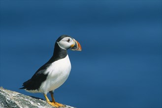 WILDLIFE, Birds, Puffin, Puffin (fratercula artica) standing on rock on Craigleath Scotland
