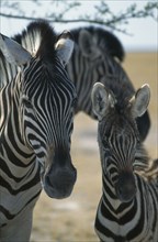 WILDLIFE, Big Game, Zebra, Adult and young zebra portrait in Etosha National Park Namibia