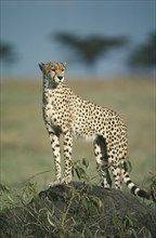 WILDLIFE, Big Game, Cats, Cheetah (acinonyx jubatus) standing on mound in Amboseli Kenya