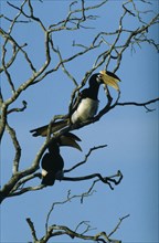 WILDLIFE, Birds, Toucans, A pair of Malabar Pied Hornbills sitting in a tree at Wilpettu in Sri