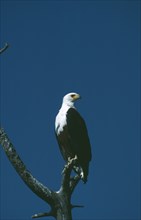 WILDLIFE, Birds, African Fish Eagle, African Fish Eagle (hallaeetus vocifer) sitting in a tree