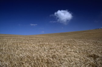 AGRICULTURE, Arable, Barley, A field of barley blowing in the wind with a solitary white cloud in