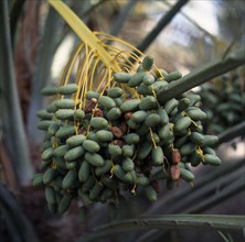OMAN, Capital Area, Al Hamman, Date palm.  Close up of bunch of green dates growing on palm