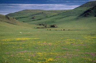 MONGOLIA, Arkhangai, Tsaagan Nuur, Horses graze in green valley