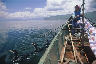 CHINA, Yunnan, Dali, Erhai Lake woman fishing with comorants whilst she rows the boat
