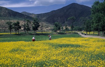CHINA, Gansu Province, Xiahe, Field of oilseed rape in flower with two women walking along edge and