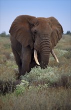 AFRICA, Animals, Elephants, Single African elephant. Latin name Loxodonta Africana