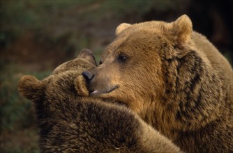 ANIMALS, Bear, Captive, "Two Brown bears (Ursus arctos), head and shoulders view nuzzling each