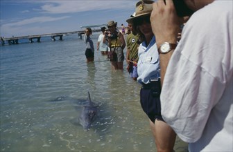 AUSTRALIA, Western Australia, "Monkey Mia, Dolphins near shoreline with people wading."