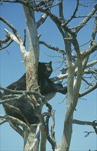 ANIMALS, Bear, American Black Bear (Ursus americanus).  Single animal in tree.