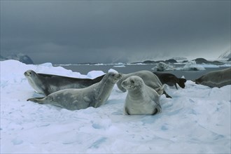 WILDLIFE, Sealife, Seals, Crabeater Seals on ice in Antarctic Peninsular