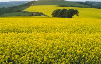 AGRICULTURE, Crops, OIlseed Rape, Agricultural landscape with fields of oilseed rape.