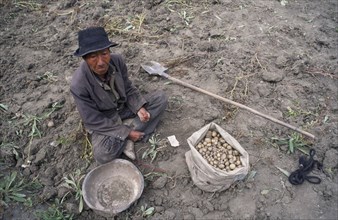 CHINA, Tibet, Tandruk, View looking down on a potato farmer sorting potatoes in a field