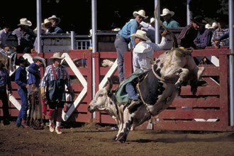 USA, South Dakota, Deadwood, Cowboy on bucking bull leaving the stalls at the arena watched by a