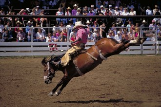 USA, South Dakota, Deadwood, Cowboy on bucking bronco in the middle of the Days Of 76 rodeo arena