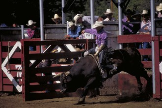 USA, South Dakota, Deadwood, Cowboy on bucking bull leaving the stalls in the arena of the Days Of