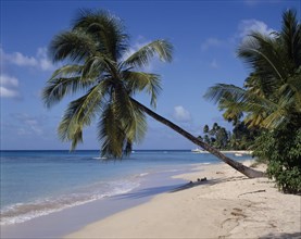 BARBADOS, West Coast    , "Gibbs beach, leaning palm, white sand, small boats "