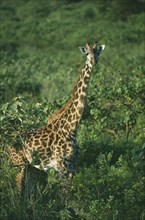 WILDLIFE, Big Game, Giraffe, Maasai Giraffe (giraffa camelopardalis) amongst trees at Momella