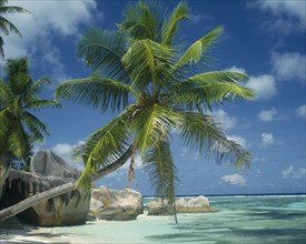 SEYCHELLES, La Digue, Reunion Beach, Large boulders at waters edge with a coconut palm tree leaning