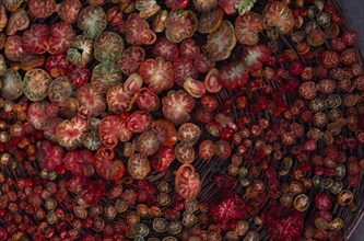 PAKISTAN, Hunza Valley, Altit, Close up of sun dried tomatoes